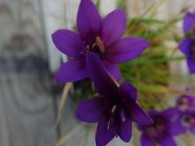 Geissorhiza monanthos dark center