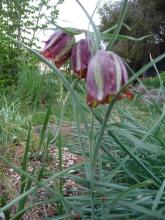 Fritillaria messanensis ssp messanensis 3-10-2014