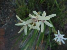 Babiana spathacea