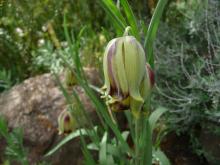 Fritilaria acmopetala