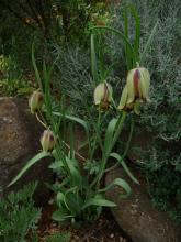 Fritilaria acmopetala