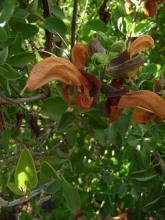 Salvia africana-lutea