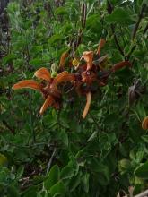 Salvia africana-lutea