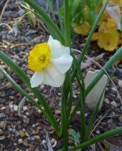 Narcissus 'La Belle' 3 days later