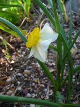 Narcissus 'La Belle' 3 days later