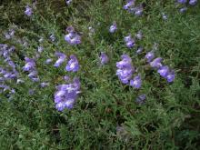 Salvia muirii