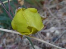 Calochortus pulchellus