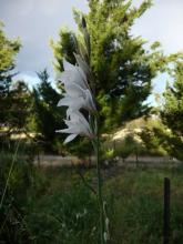 Gladiolus wilsonii