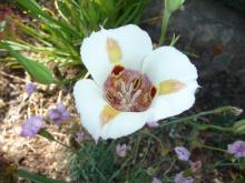 Calochortus venustus