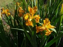 Spuria iris?'Intensity'