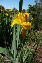 golden Spuria Iris seedling