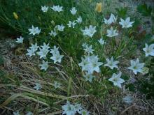 Triteleia 'Silver Queen'