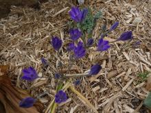 Triteleia 'Allure'