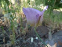 Calochortus plummerae