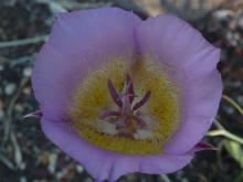 Calochortus plummerae