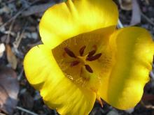 Calochortus clavatus.