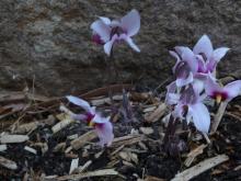 Cyclamen rohlfsianum