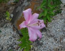 Orient-Pet Lilium Table Dance