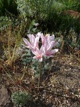 Lycoris incarnata