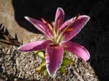 Oriental Lilium 'Canberra'