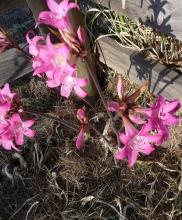 cerise Amaryllis belladonna