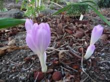 Colchicum 'Lilac Major' maybe 'Lilac Wonder'