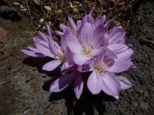 Colchicum "Mrs Craig's"