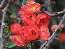 Red Chaenomeles closeup