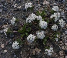 Valeriana boelckei