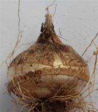 WHIR-120 corm reinhardii 