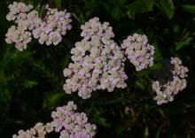 Achillea millefolium