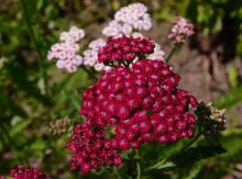 Achillea millefolium