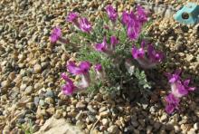 Astragalus sp