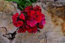 Dianthus barbatus