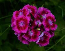 Dianthus barbatus