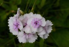   Dianthus barbatus