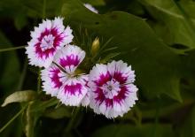   Dianthus barbatus