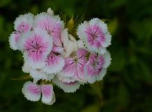   Dianthus barbatus