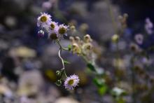 Erigeron philadelphicus