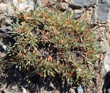 Eriogonum androsaceum