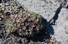 Eriogonum androsaceum