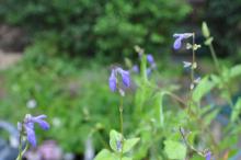 Salvia glechomifolia