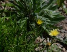 Hieracium intybaceum Hieracium villosum