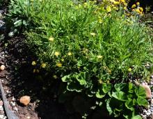 Hieracium intybaceum H villosum Geum coccineum