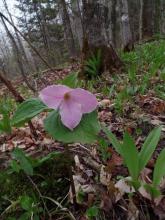 Trillium grandiflorum