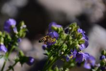 Polemonium boreale