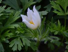 Pulsatilla vulgaris