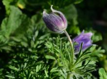 Pulsatilla vulgaris