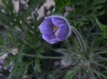 Pulsatilla vulgaris