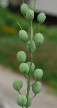 fruits of the mystery mustard